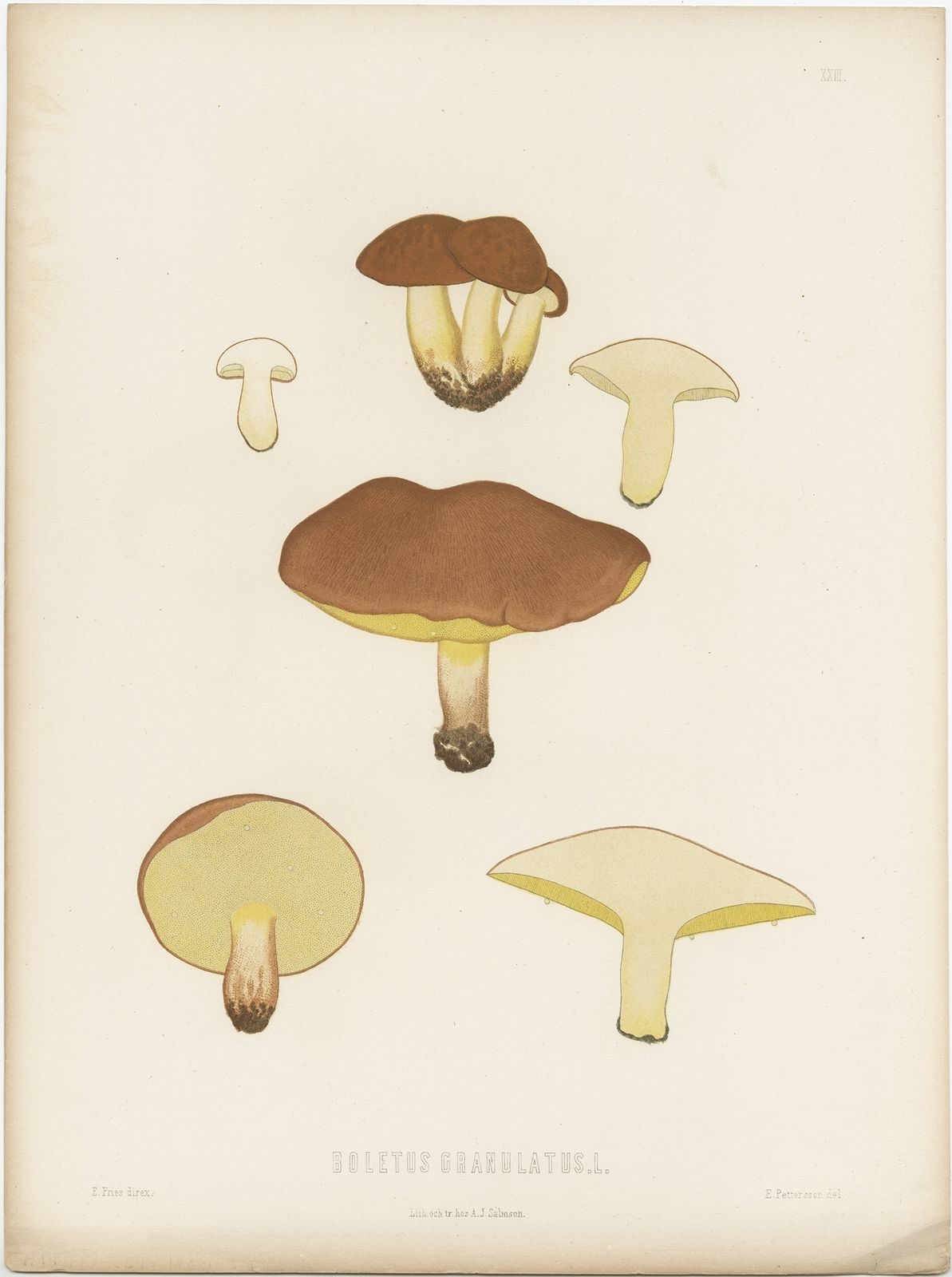 Antique Mycology Print Of The Suillus Granulatus By Fries (C.1860)
