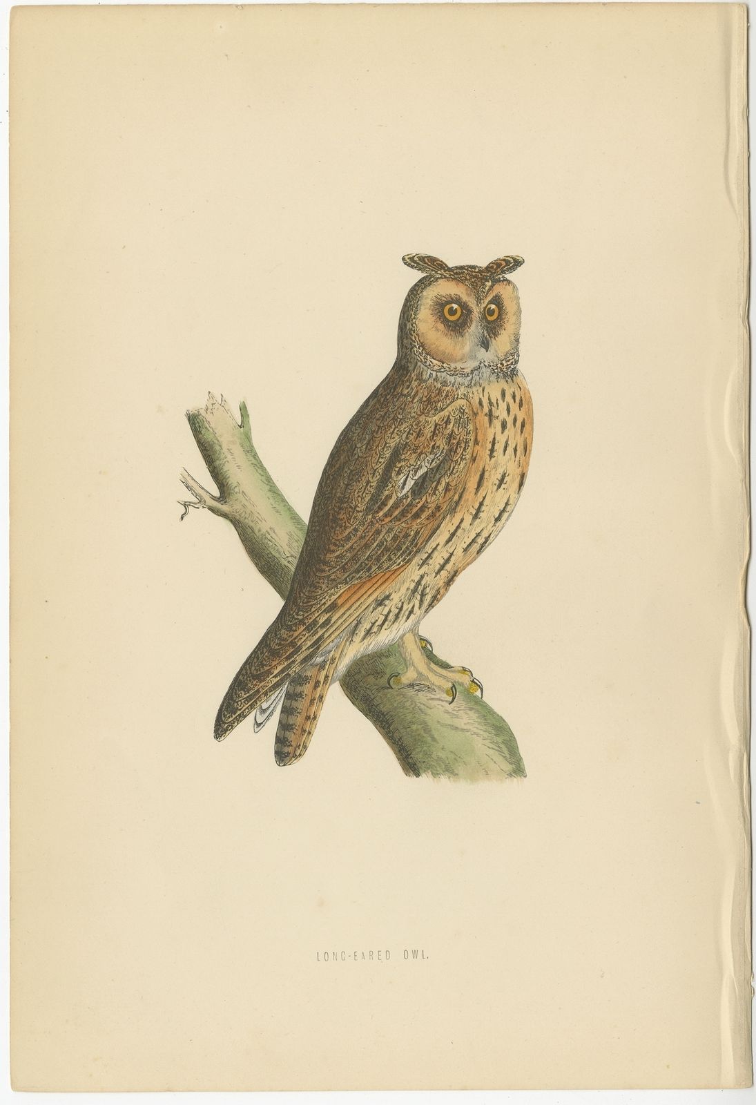 Antique Bird Print Of The Long Eared Owl By Morris (C.1850)