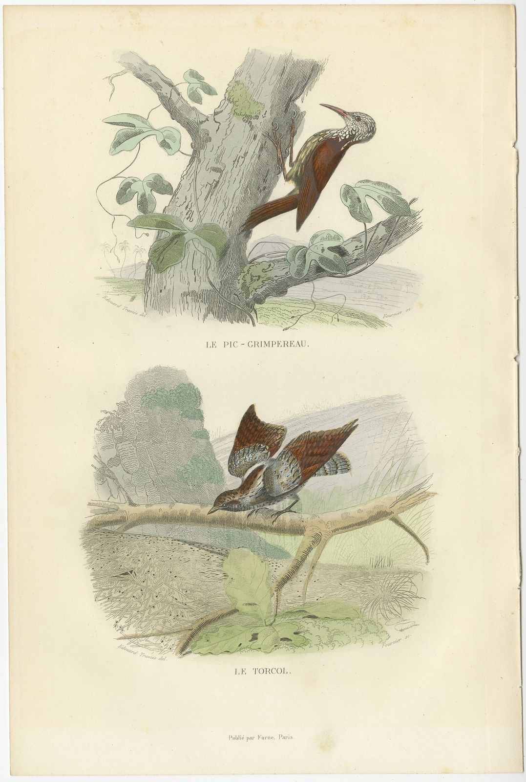 Antique Bird Print Of A Treecreeper And Wryneck By Buffon (1839)