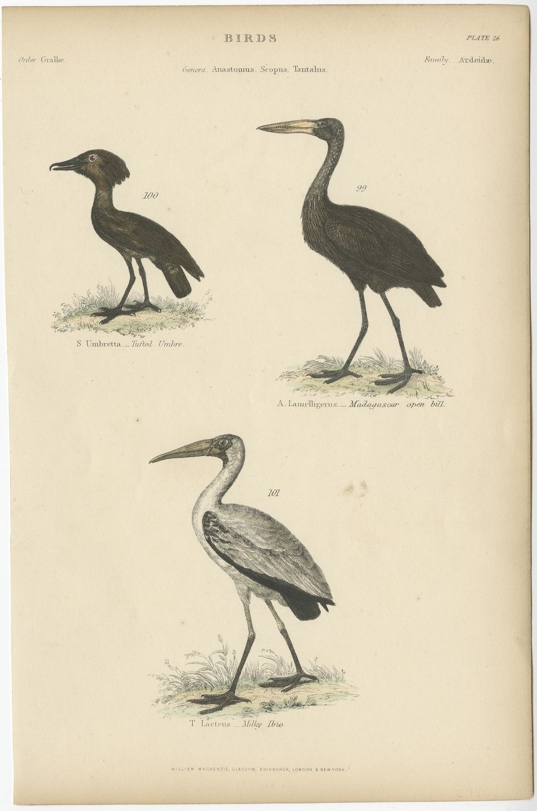 Pl. 26 Antique Bird Print Of The Milky Ibis And Other Birds By Richardson (C.1860)