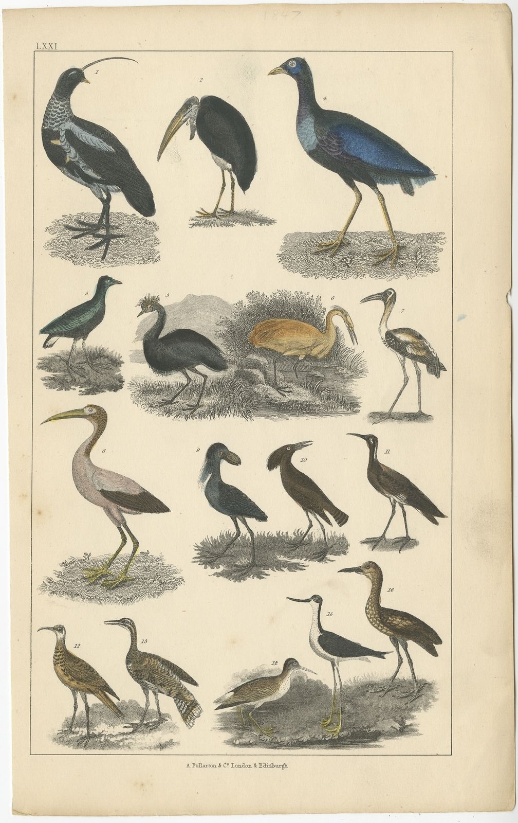 Pl. 71 Antique Bird Print Of Various Bird Species By Fullarton (C.1852)