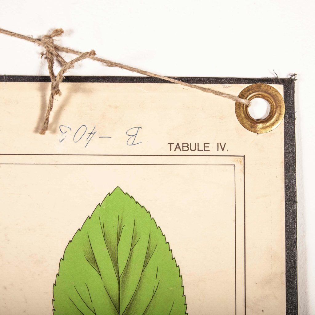 photo for sale Early 20th Century Educational Chart – Rigid Chart Plant – Leaf Varieties