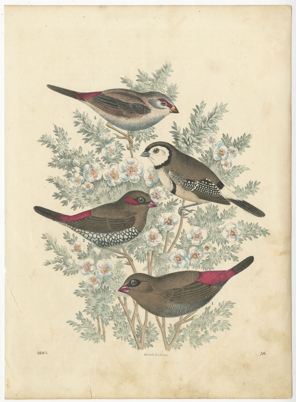 Antique Bird Print Of Finches By Hoffmann (1865)