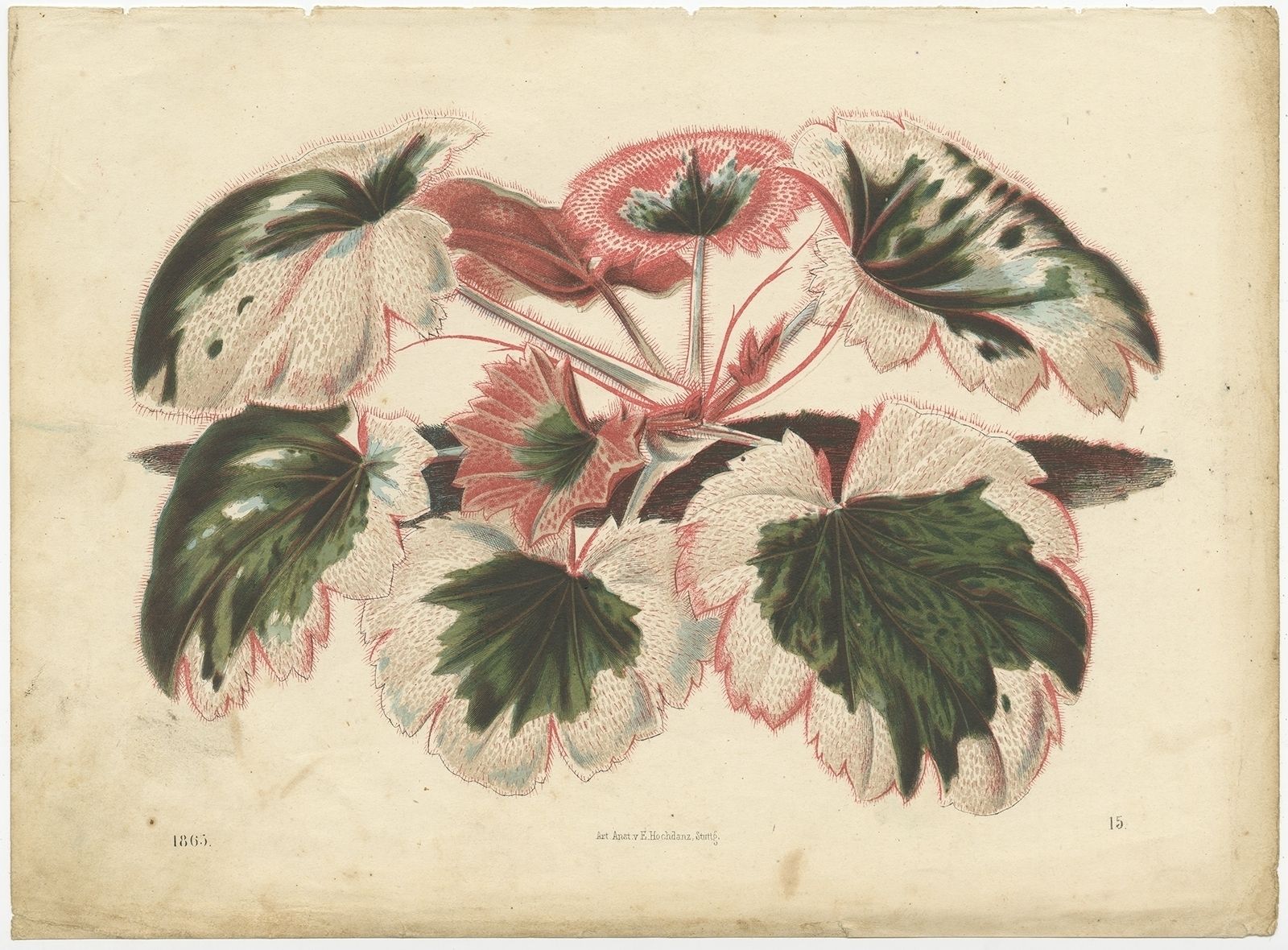 Antique Botany Print Of Saxifraga Stolonifera By Hoffmann (1865)