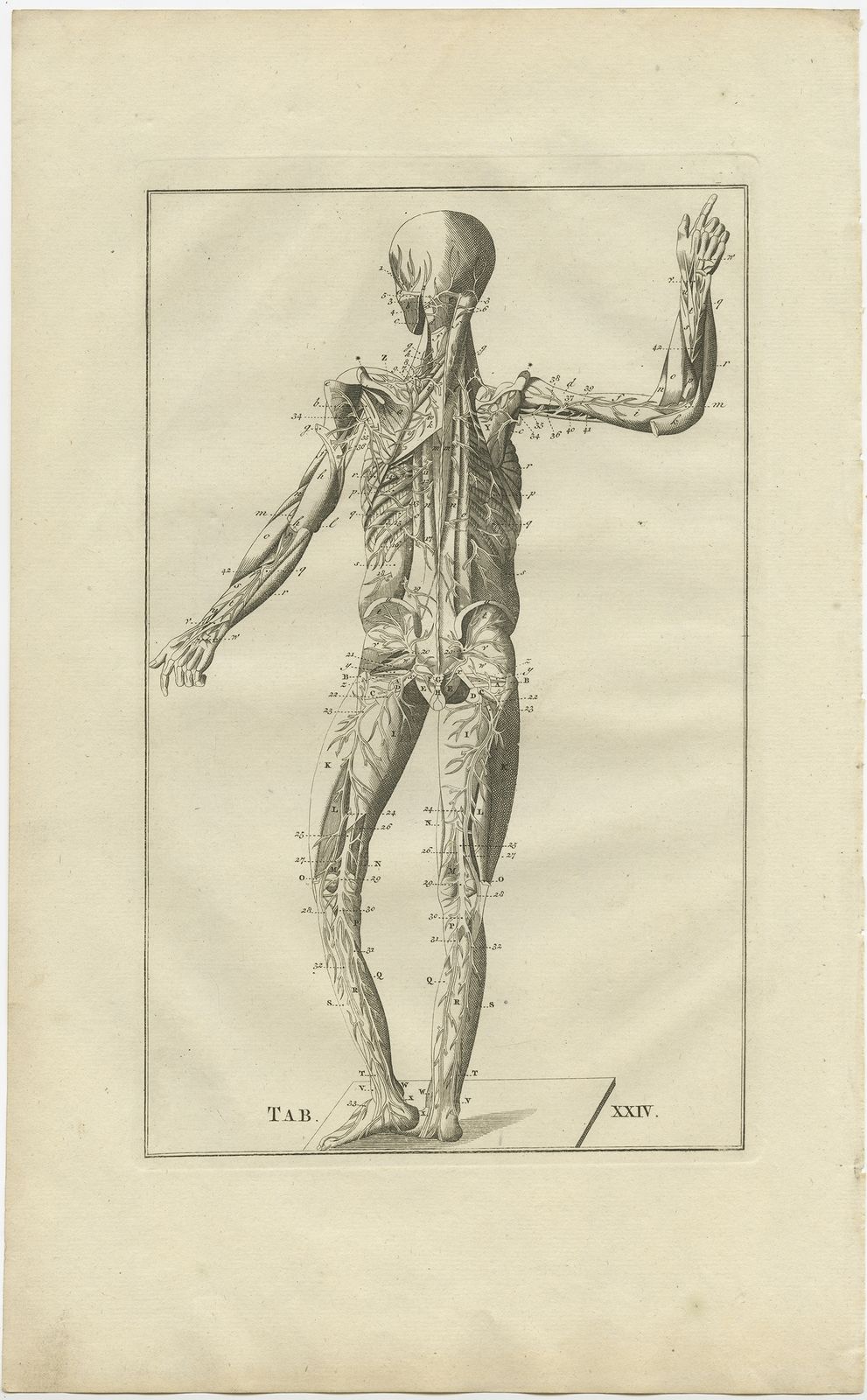 Pl. 24 Antique Anatomy Print Of The Muscular And Venous System By Elwe (1798)