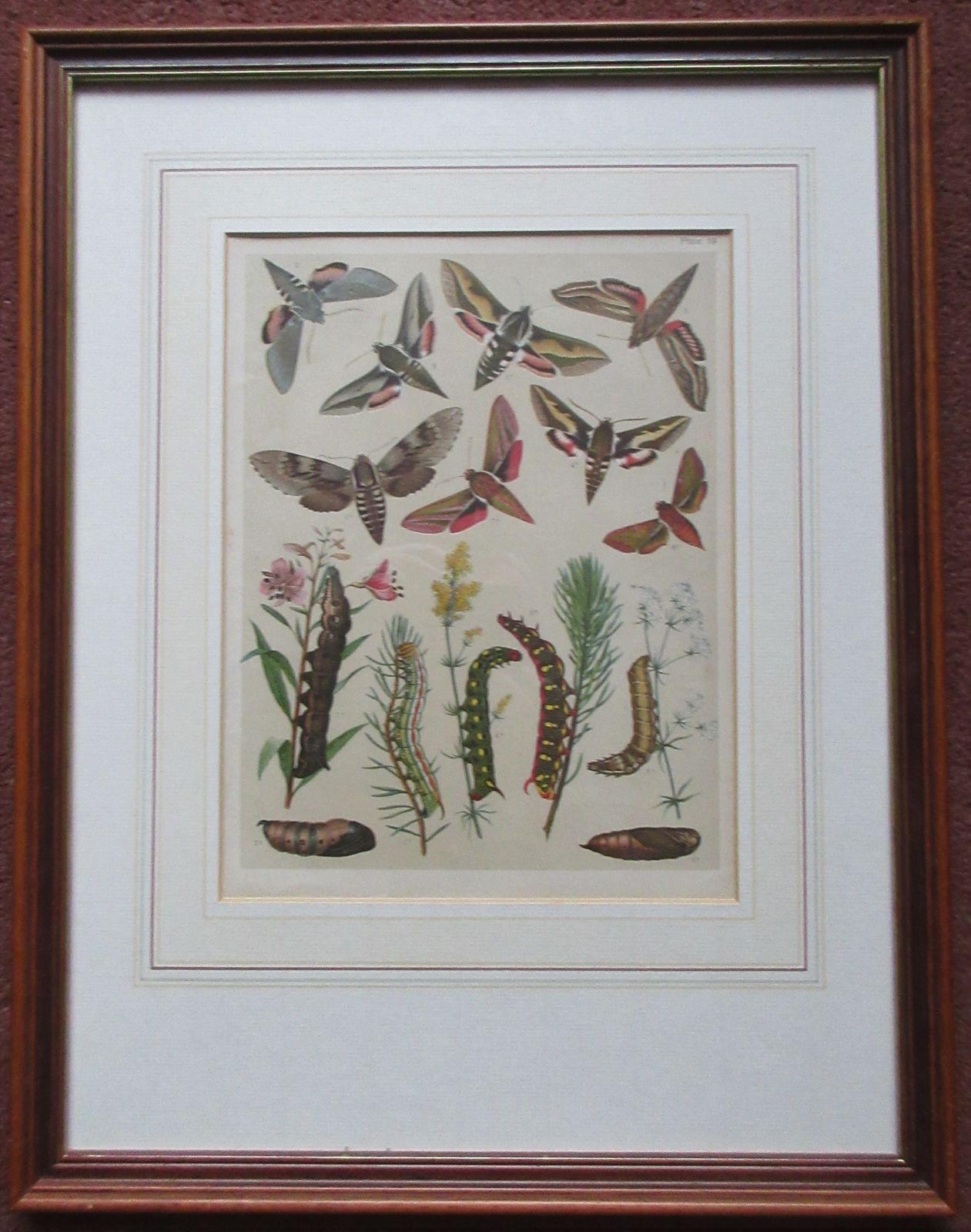 Two Attractive Framed Antique Prints Plate 26. Heterocera ~ Bombyces ~ Moths, And  Plate 19 Heterocera ~Hawk Moths ~ Sphingidae C1903 photo for sale