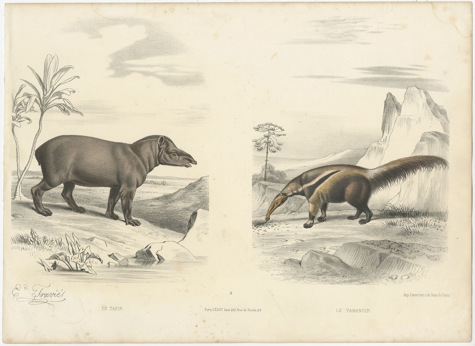 Antique Print Of A Tapir And Anteater By By Travies (C.1860)