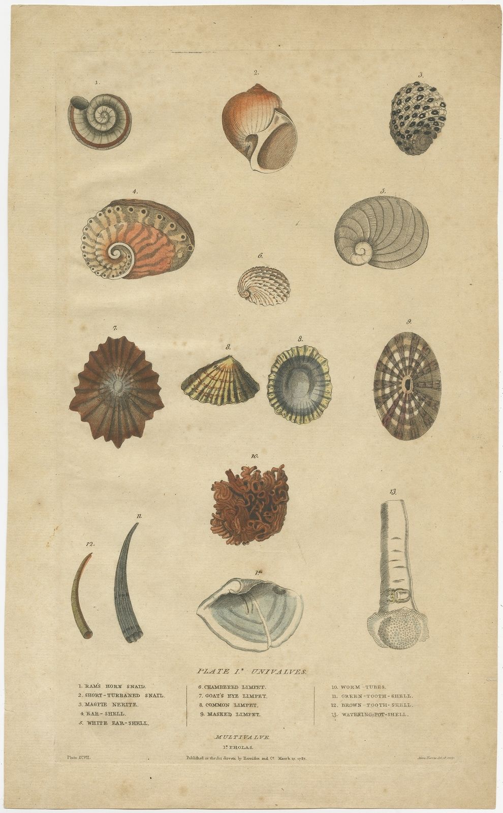 Pl. Xcvii Antique Print Of Univalves By Martyn (1787)