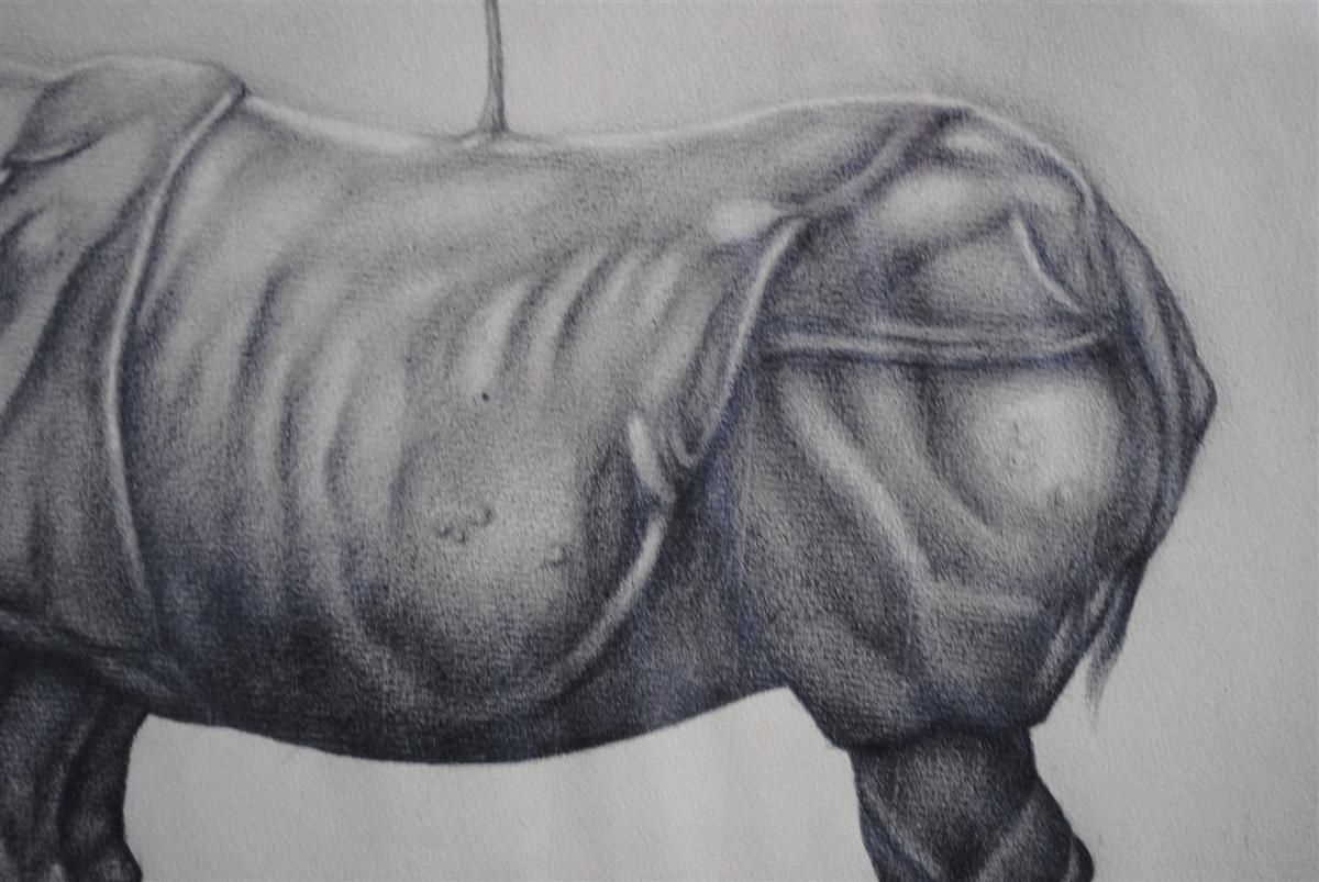 Animal Pencil Drawing On Framed Rhinoceros Paper photo Art