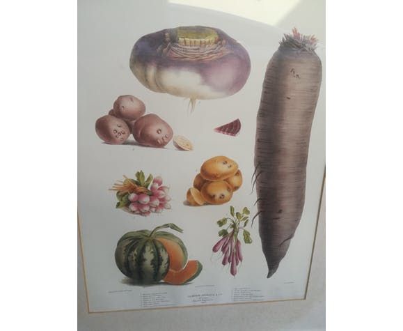 Framed Botanical Plate, Vegetables photo furniture