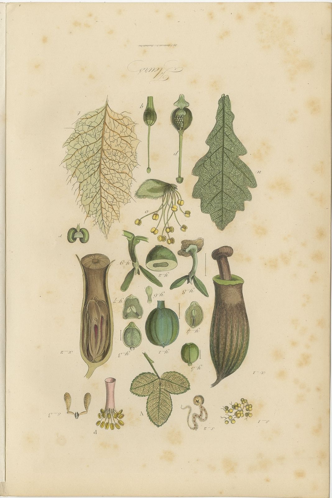 Antique Print Of Various Flowers By Comte (1854)