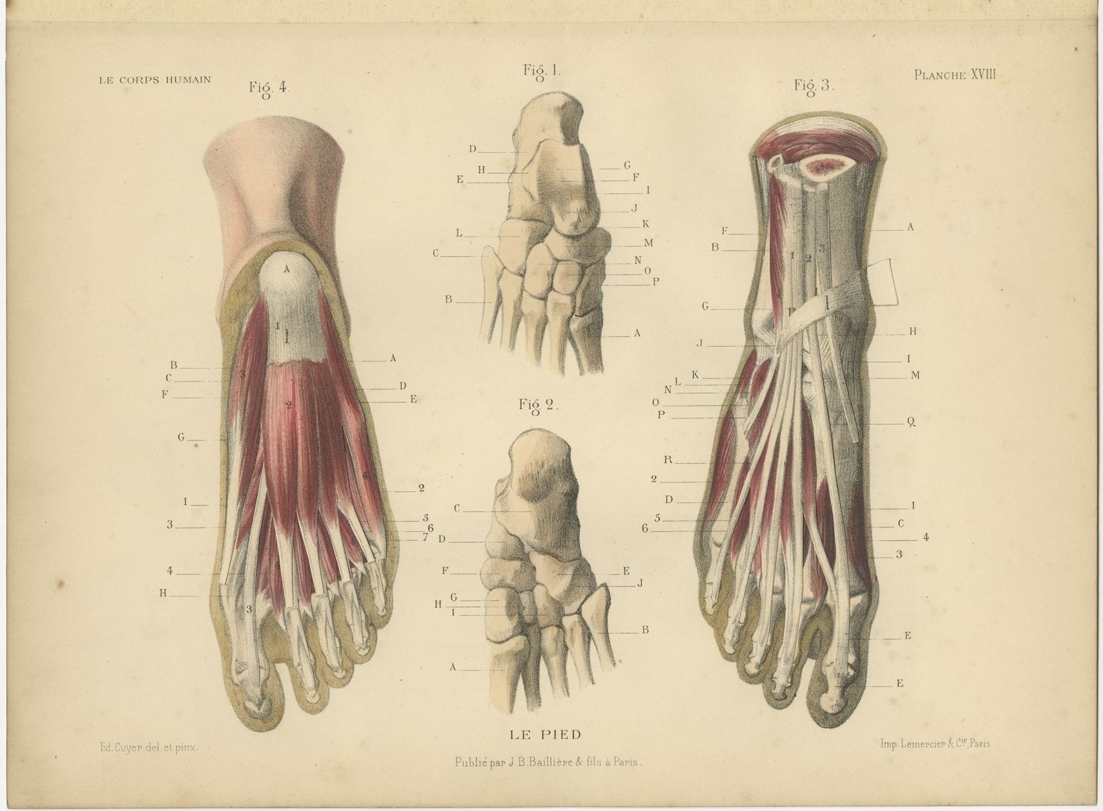Antique Print Of The Human Foot By Kuhff (1879)