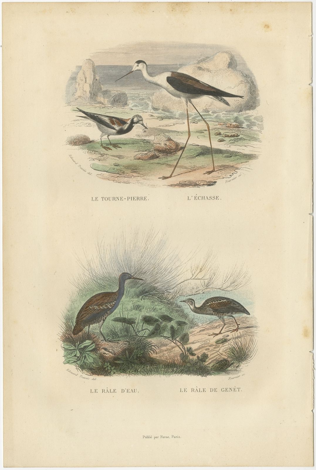 Antique Bird Print Of The Turnstone, Stilt, Water Rail And Land Rail By Buffon (1839)