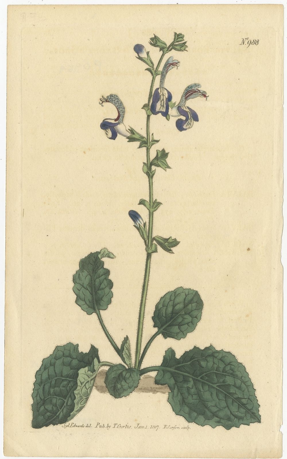 Antique Botany Print Of Plectranthus Barbatus By Curtis (1807)