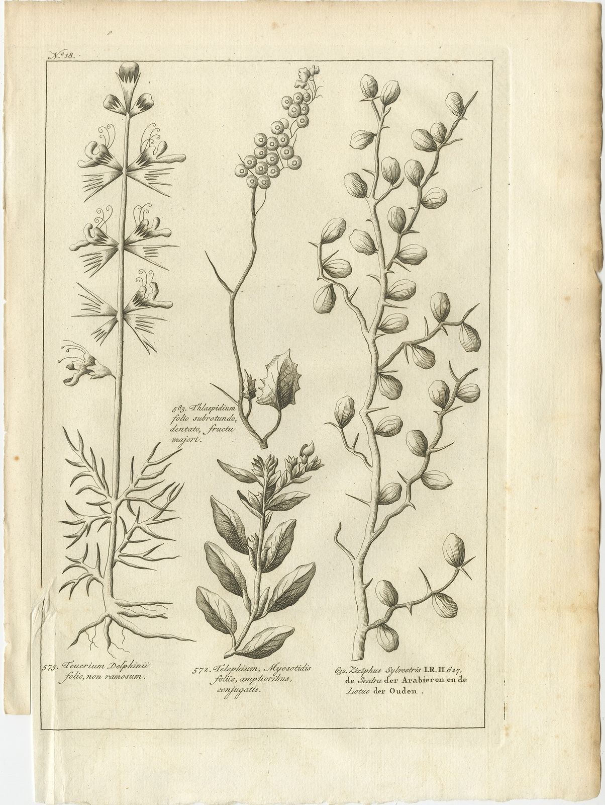 Antique Print Of A Ziziphus And Other Plants By Shaw (1780)