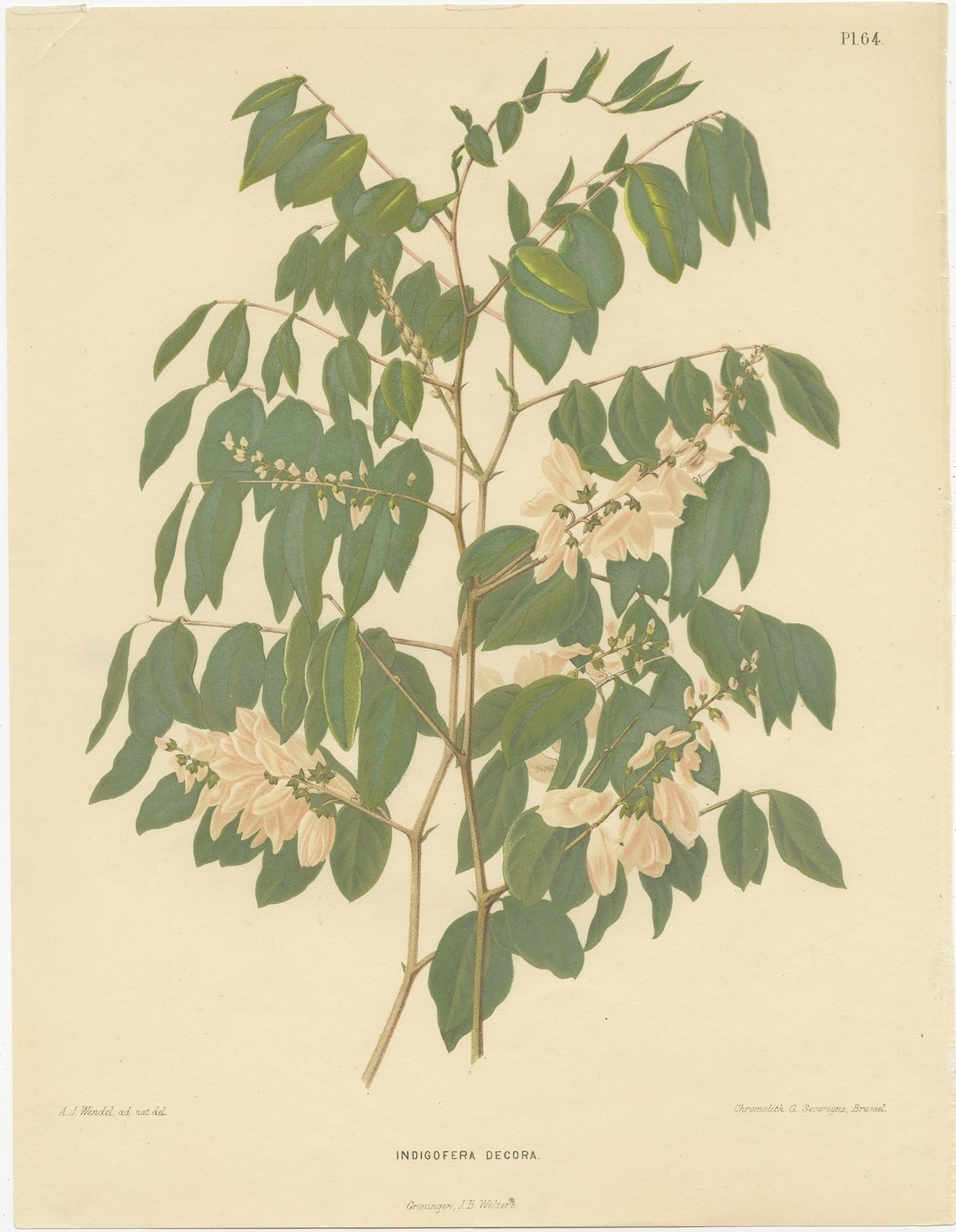 Antique Print Of The Indigofera Decora By Severeyns (1879)