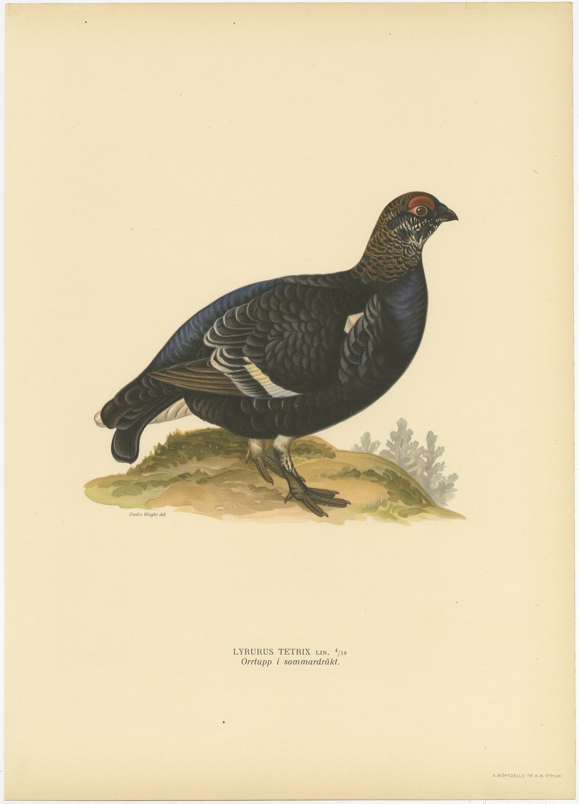 Antique Bird Print Of The Male Black Grouse By Von Wright (1929)