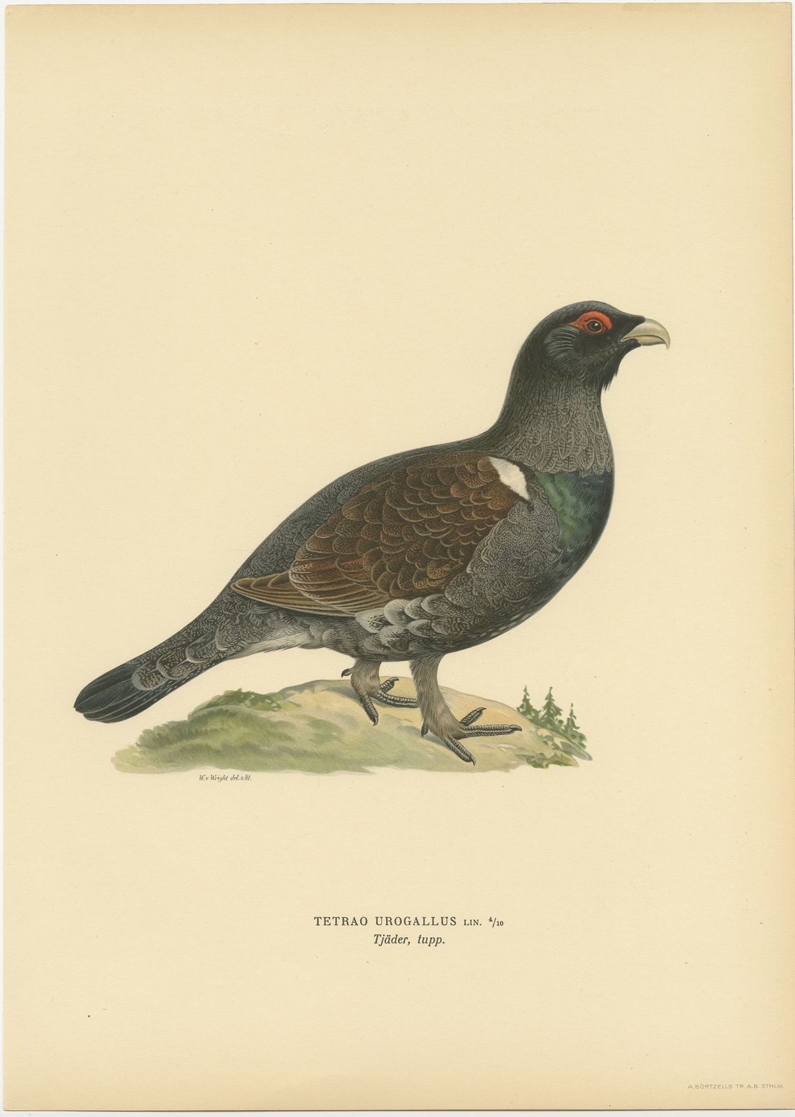 Antique Bird Print Of A Male Western Capercaillie By Von Wright (1929)