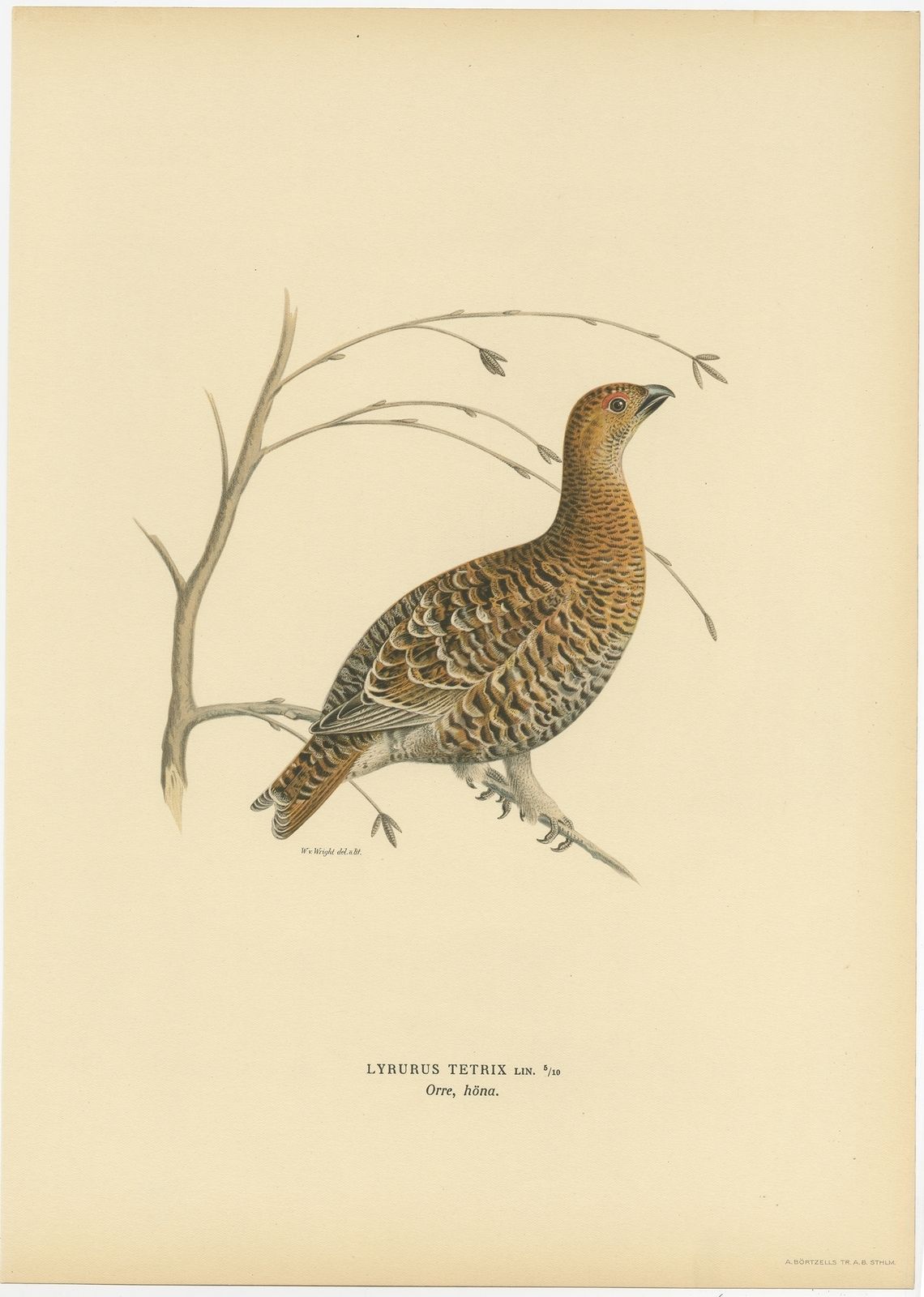 Antique Bird Print Of The Black Grouse By Von Wright (1929)