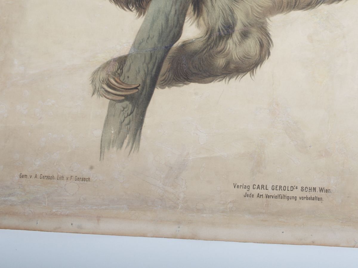 Vintage Schoolposter Van Een Gordeldier photo 247.0
