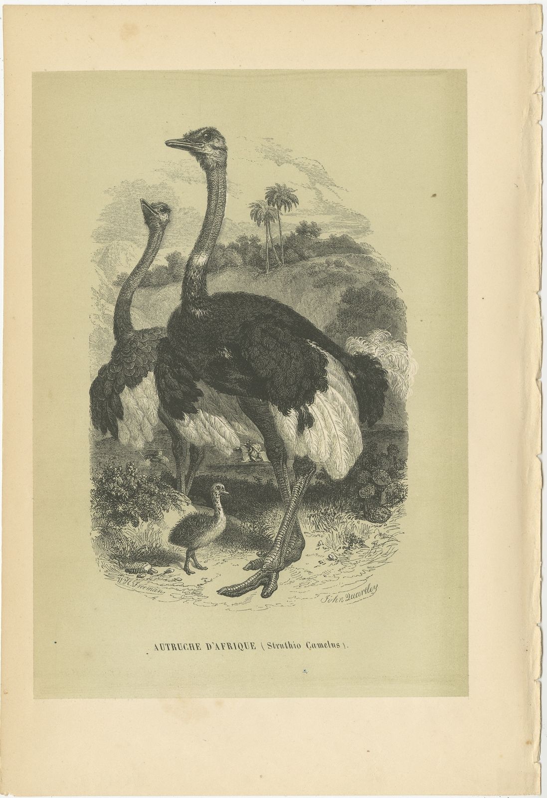 Antique Bird Print Of The Common Ostrich By Le Maout (1853)