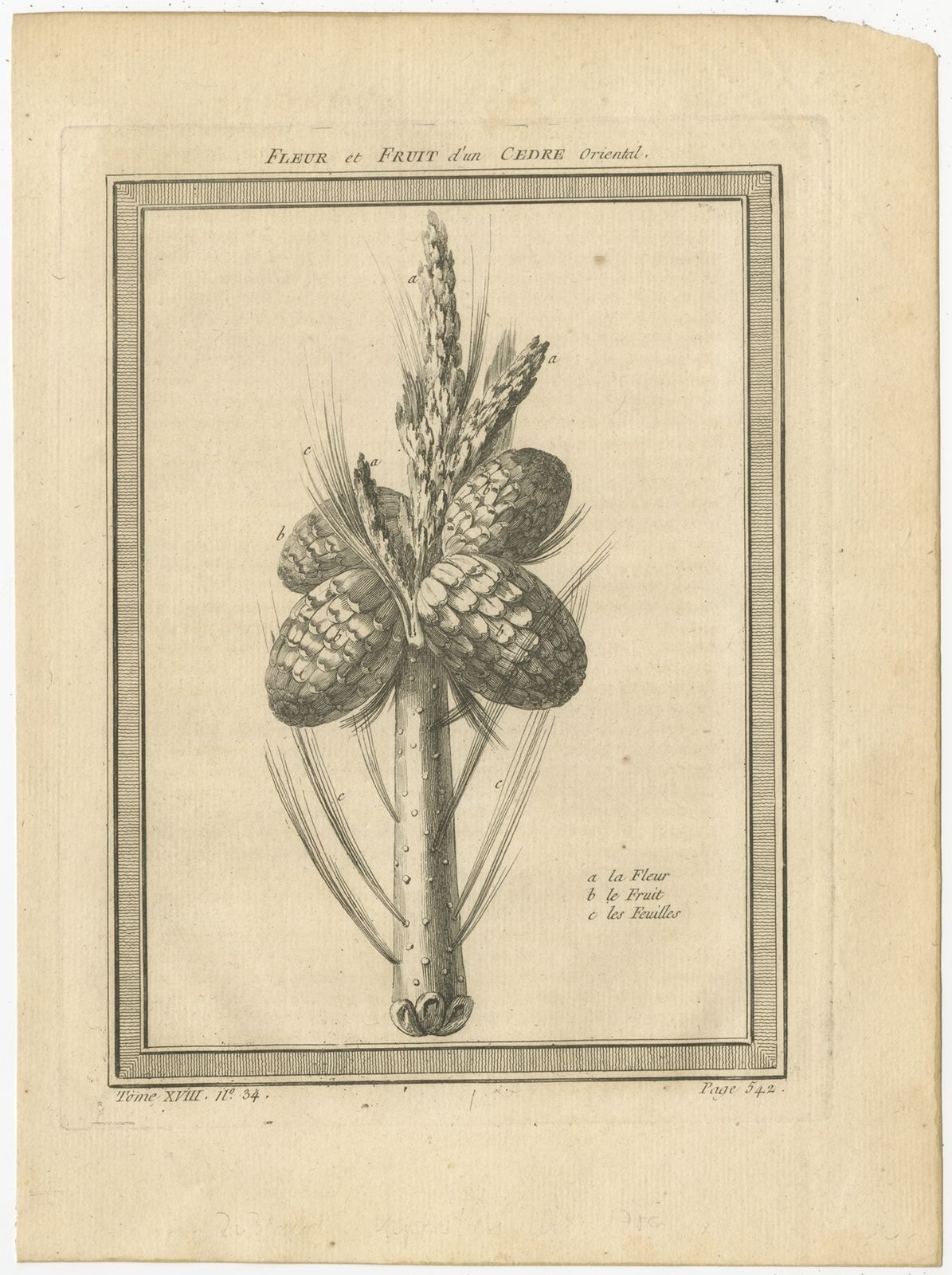 Antique Print Of The Flower And Fruit Of An Oriental Cedar By Prévost (1768)