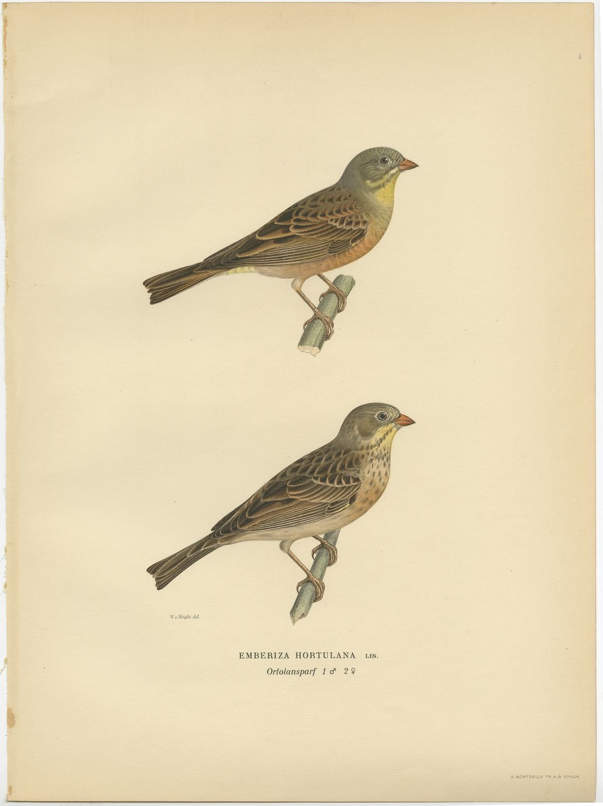 Antique Bird Print Of The Ortolan Bunting By Von Wright (1927)