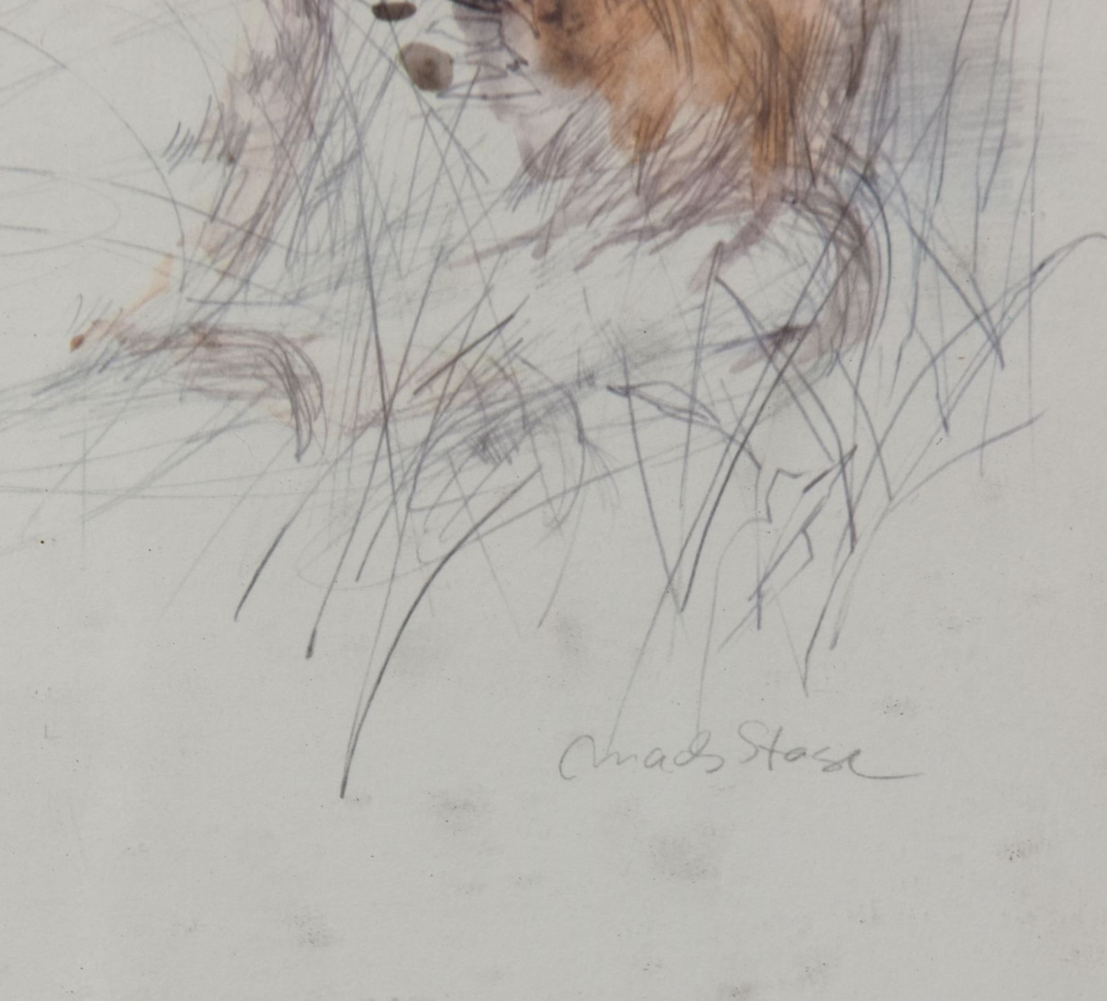 Drawing Of A Pencil Drawn Fawn By Maces Stase photo for sale