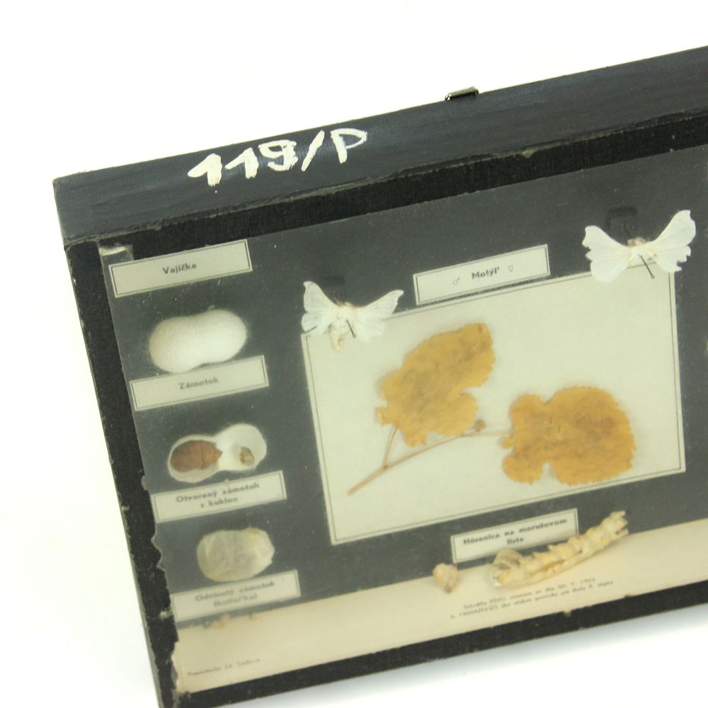 Rare School Model Of Silk Moth Life, Wall Art, Czechoslovakia, Circa 1960 photo furniture