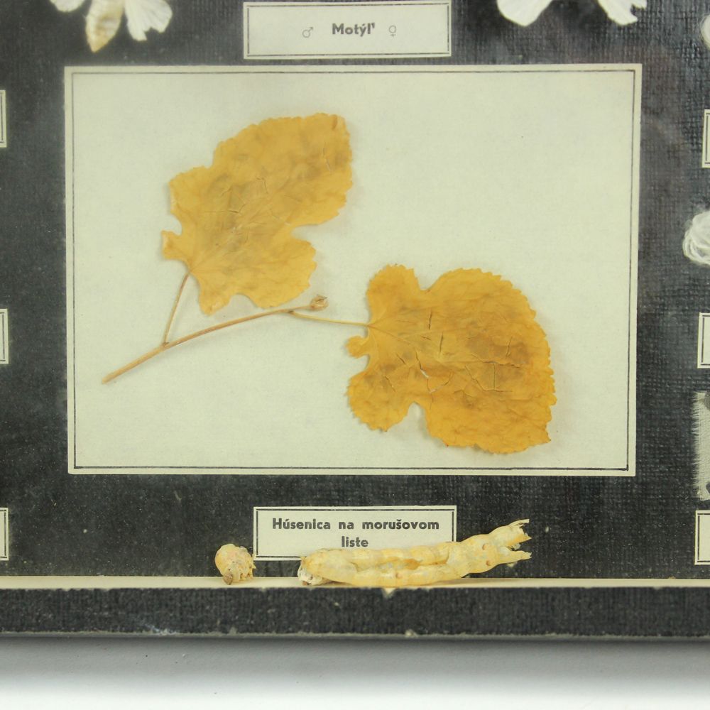 Rare School Model Of Silk Moth Life, Wall Art, Czechoslovakia, Circa 1960 photo Art