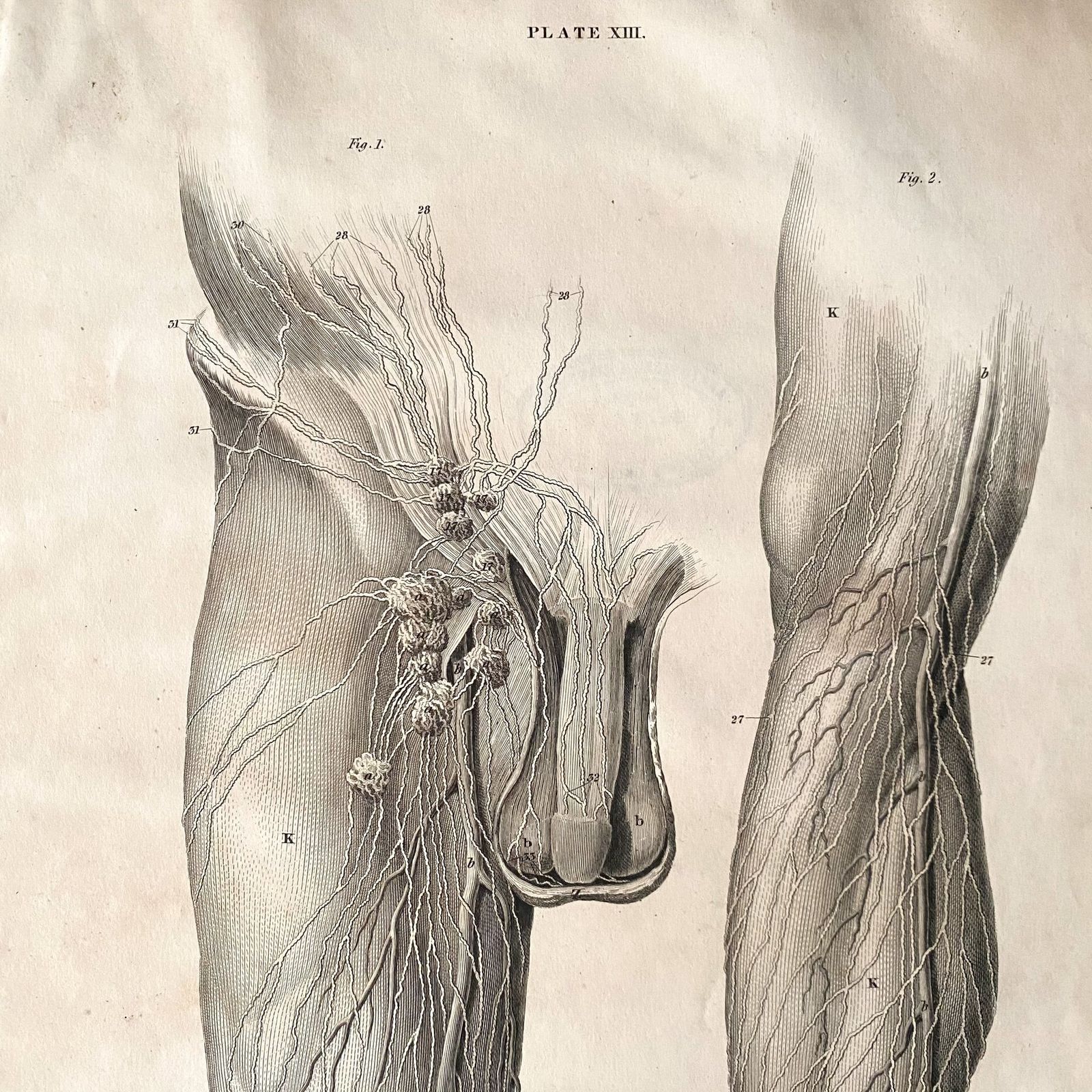 Anatomical Leg And Groin 1, Lizars 1824 'System Of Anatomical Plates'