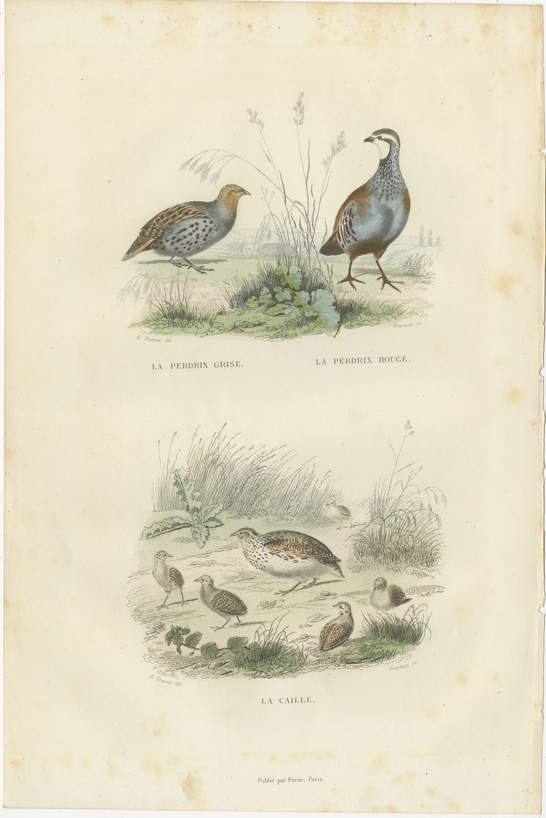 Antique Bird Print Of Partridges And The Quail By Buffon (1841)