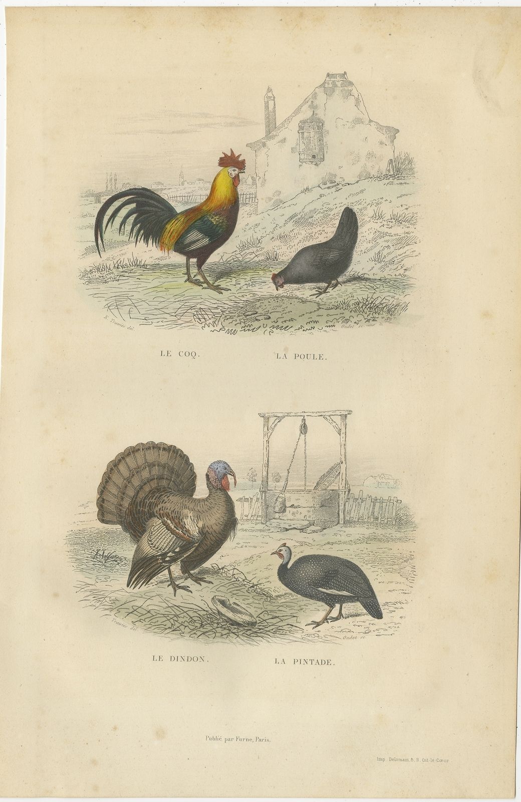 Antique Bird Print Of A Rooster, Hen, Turkey & Guinea Fowl By Buffon (1841)