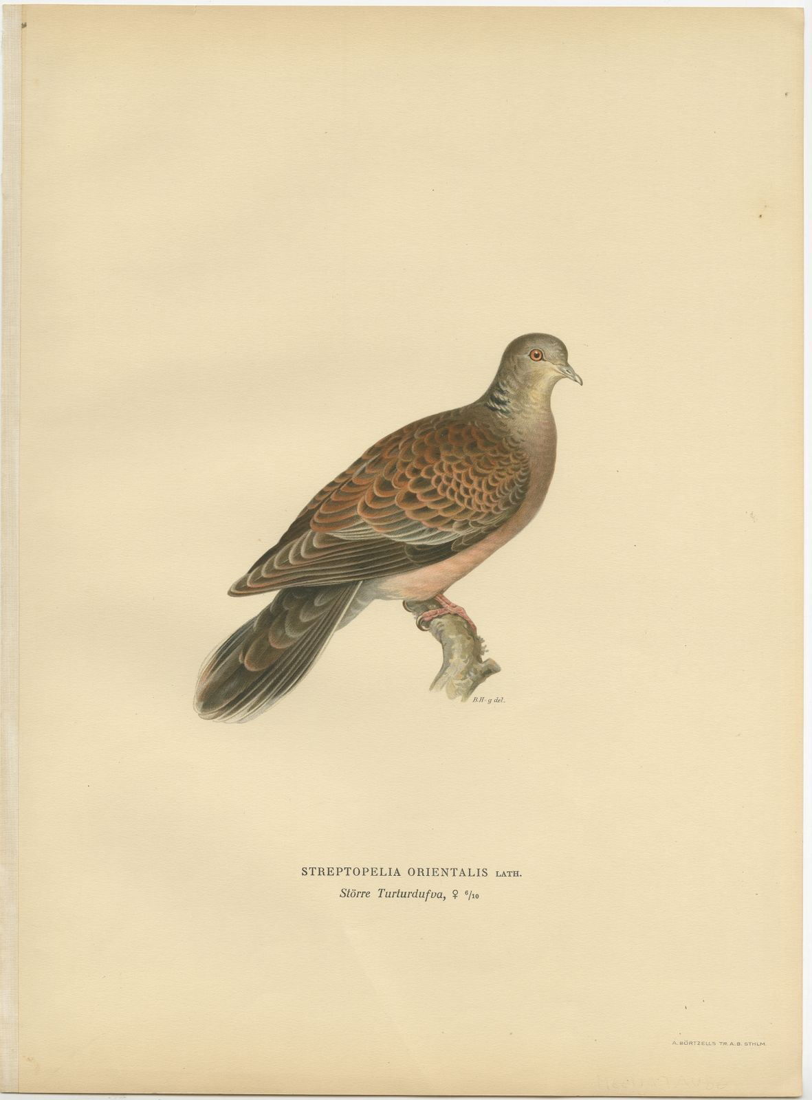 Antique Bird Print Of The Oriental Turtle Dove By Von Wright (1929)