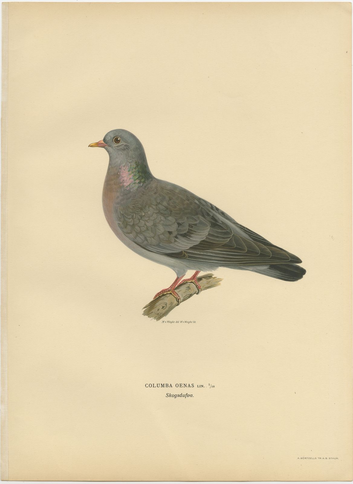 Antique Bird Print Of The Stock Dove By Von Wright (1929)