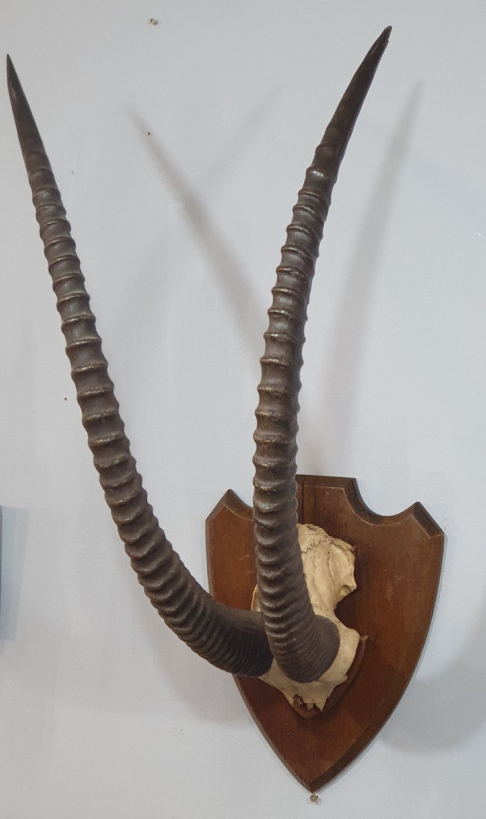 A Large Pair Of African Sable Horns Mounted On Wooden Shield photo furniture