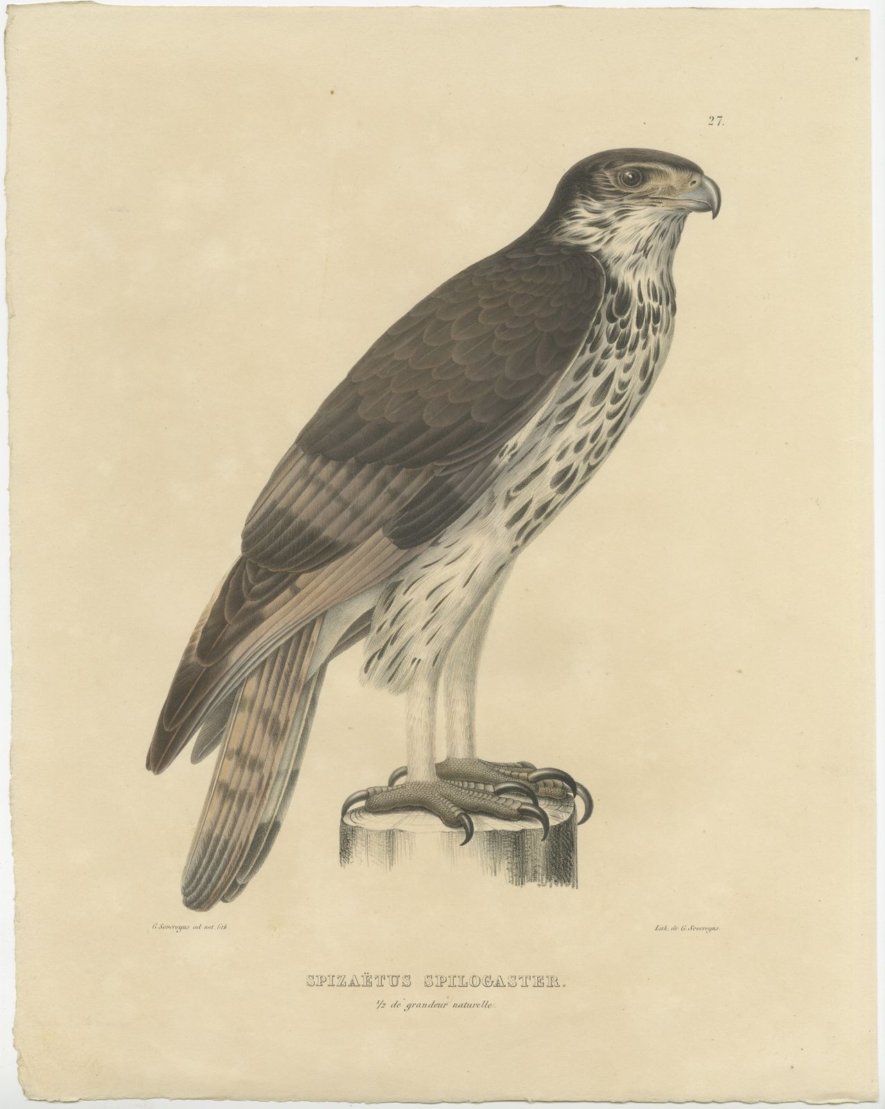 Antique Bird Print Of The African Hawk Eagle By Severeyns (C.1850)