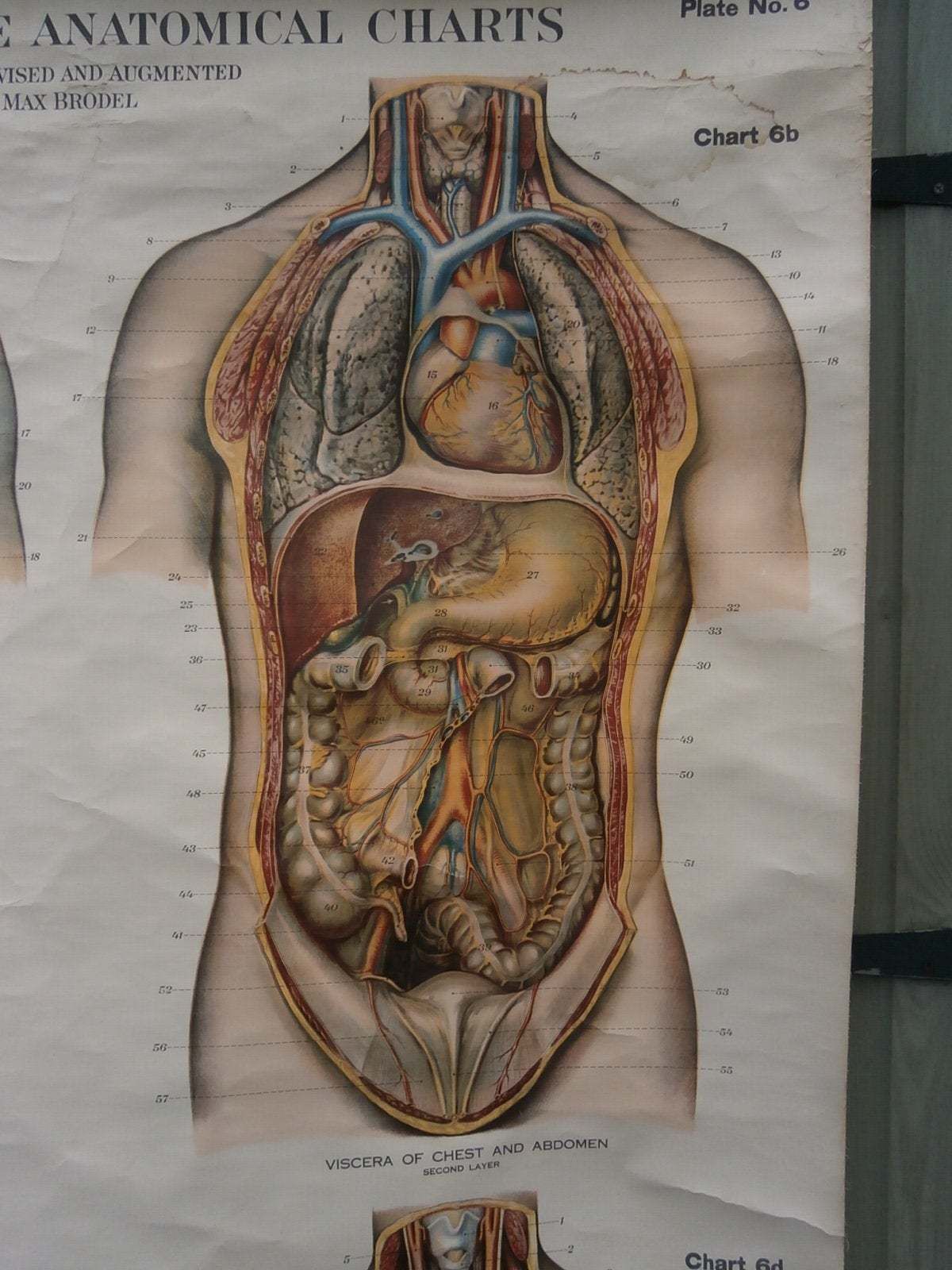 Adam, Rouilly & Co, Large American Frohse Anatomical Chart No6 Chest And Abdomen, 1970s photo for sale