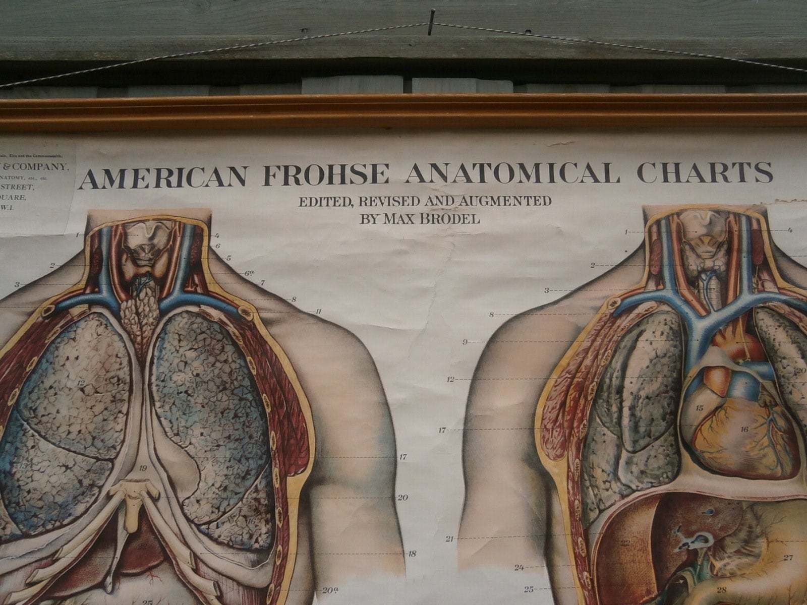 Adam, Rouilly & Co, Large American Frohse Anatomical Chart No6 Chest And Abdomen, 1970s photo vinterior