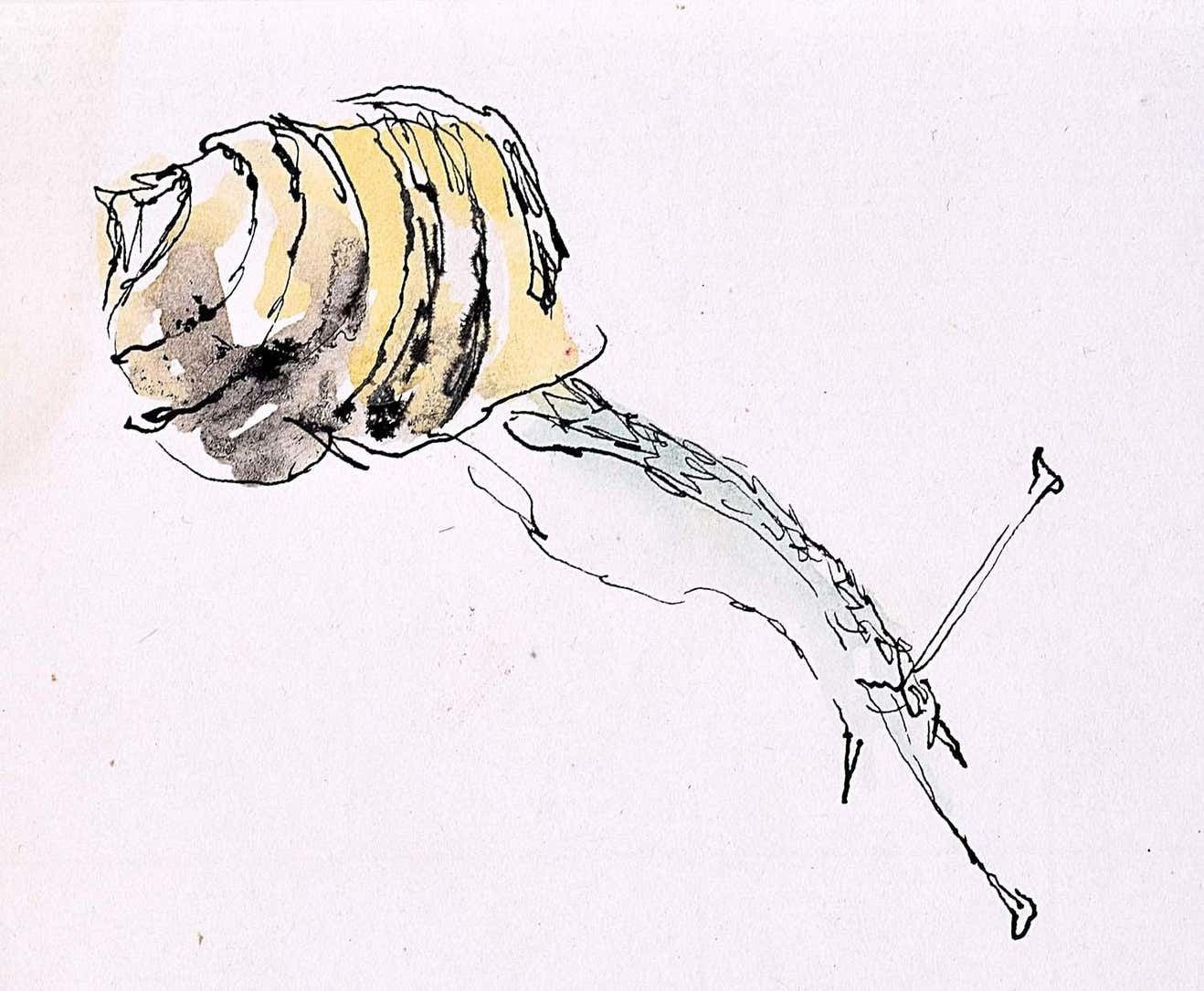 Rosemary Ellis Snail XIII Watercolour Modern British Art Wildlife Mid Century C. 1950