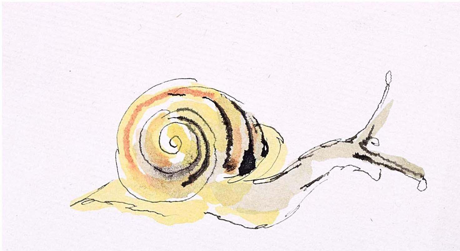 Rosemary Ellis Snail XVI Watercolour Modern British Art Wildlife Mid Century C. 1950