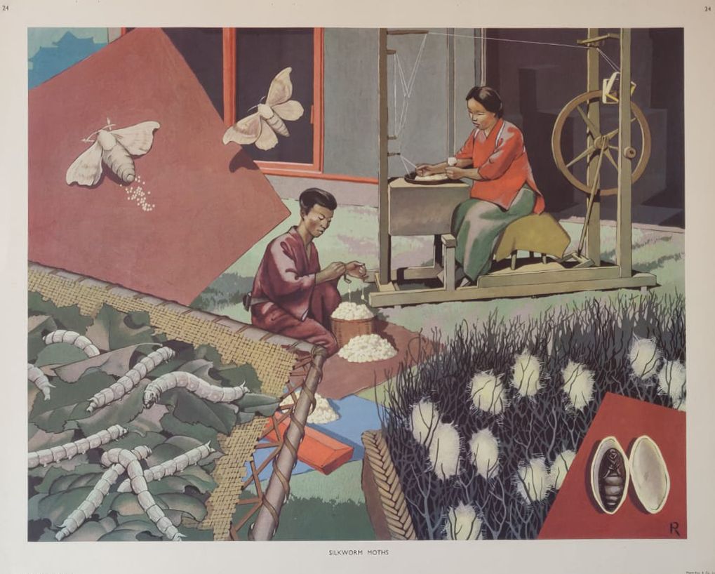 Mid 20th Century 1950s Educational Poster Silkworm Moths