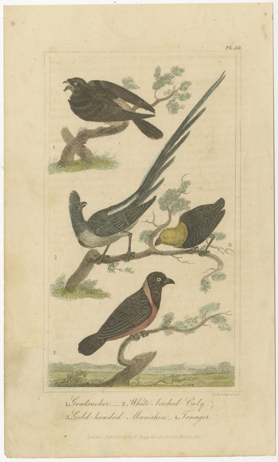 Antique Bird Print Of A Nightjar And Other Birds By Davenport (1821)