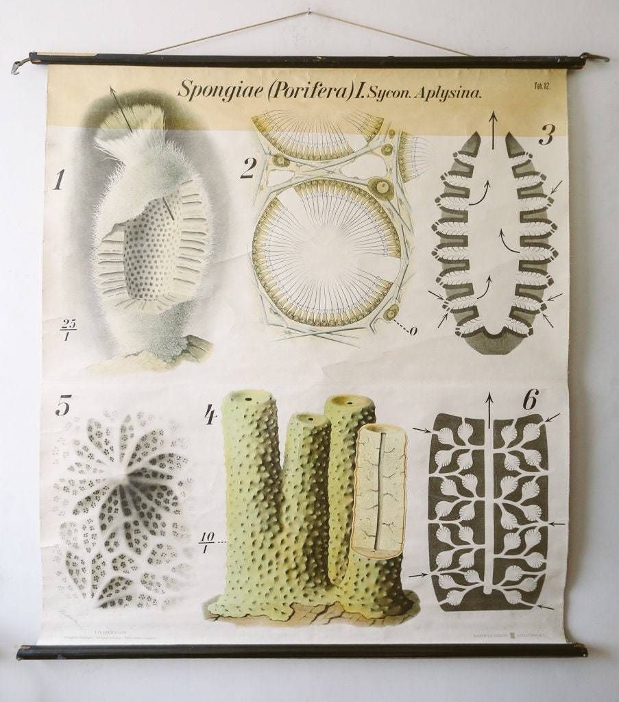 Original Zoological Vintage German School Wall Chart Sea Sponge Sponigae Porifera Marine Biology Rare Paul Pfurtscheller