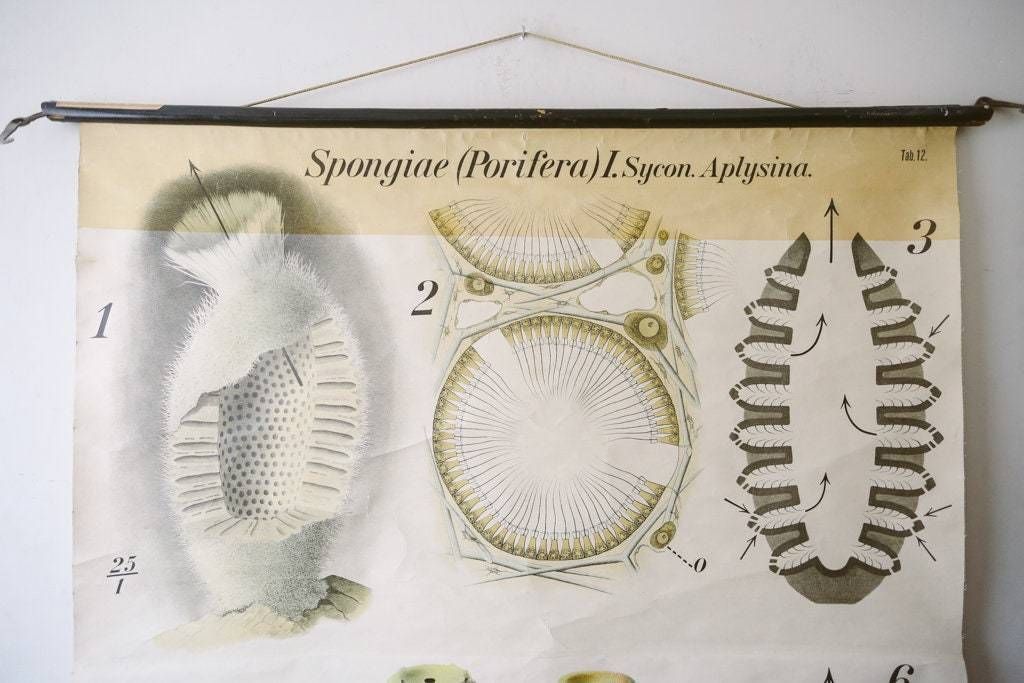 Original Zoological Vintage German School Wall Chart Sea Sponge Sponigae Porifera Marine Biology Rare Paul Pfurtscheller photo for sale