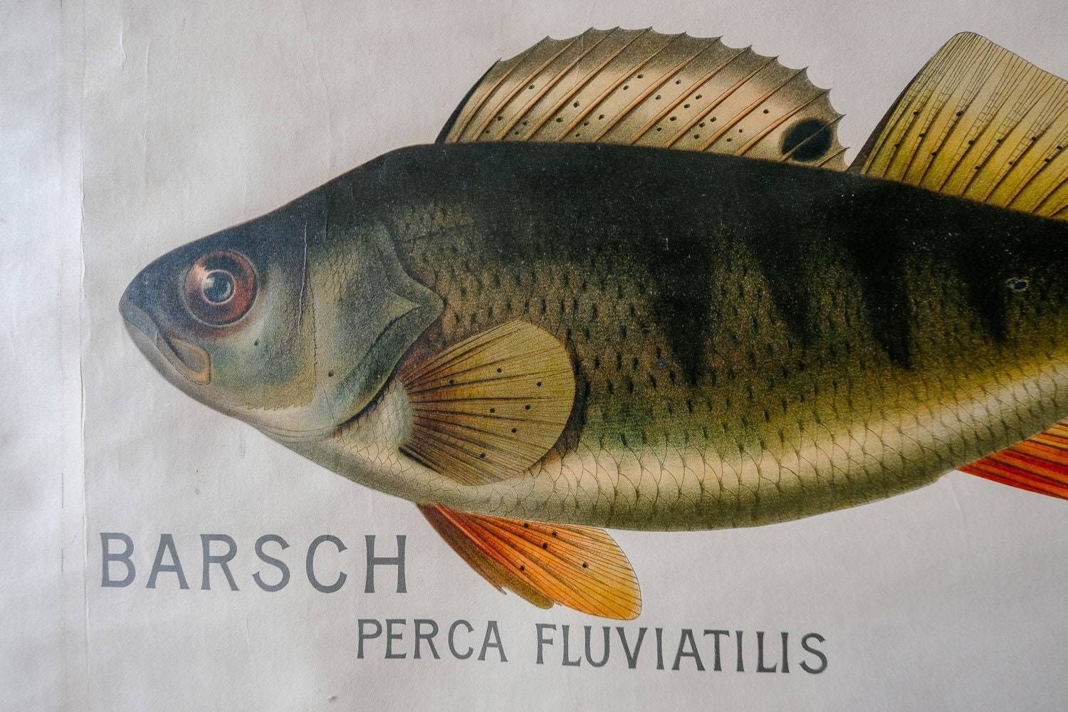 photo furniture Huge Original Zoological Vintage German School Wall Chart European Freshwater Fish Zoology Marine Biology Beautiful Rare Hein Winter