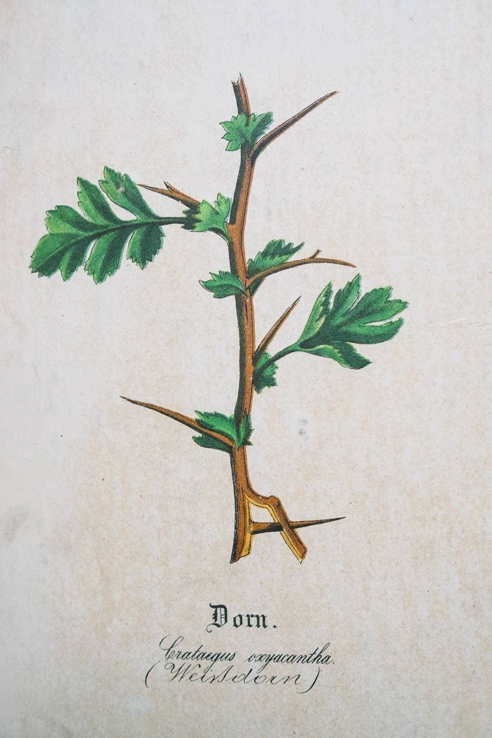 Original Antique Botanical Vintage German Lithograph Print 1850 Meinhold Botany Flowers Plants 19th Century photo furniture