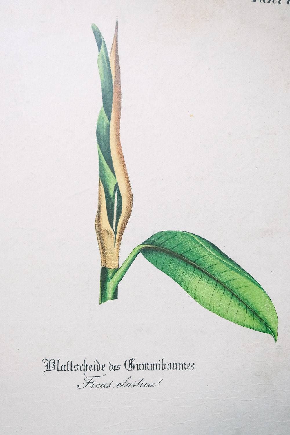 Original Antique Botanical Vintage German Lithograph Print 1850 Meinhold Botany Flowers Plants 19th Century photo furniture