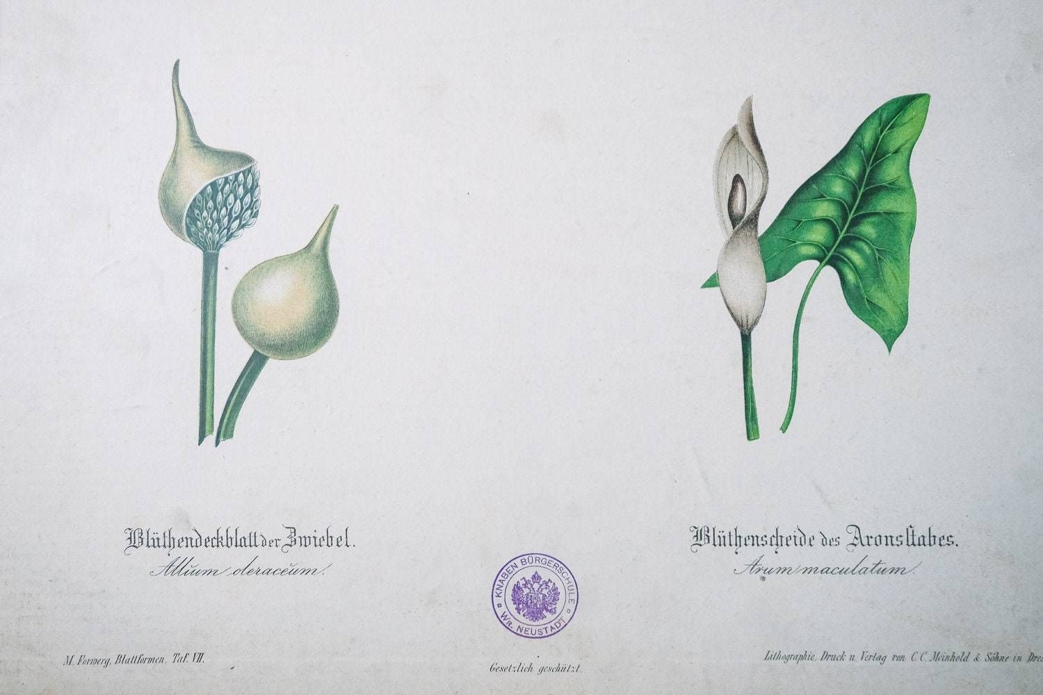 Original Antique Botanical Vintage German Lithograph Print 1850 Meinhold Botany Flowers Plants 19th Century photo Art