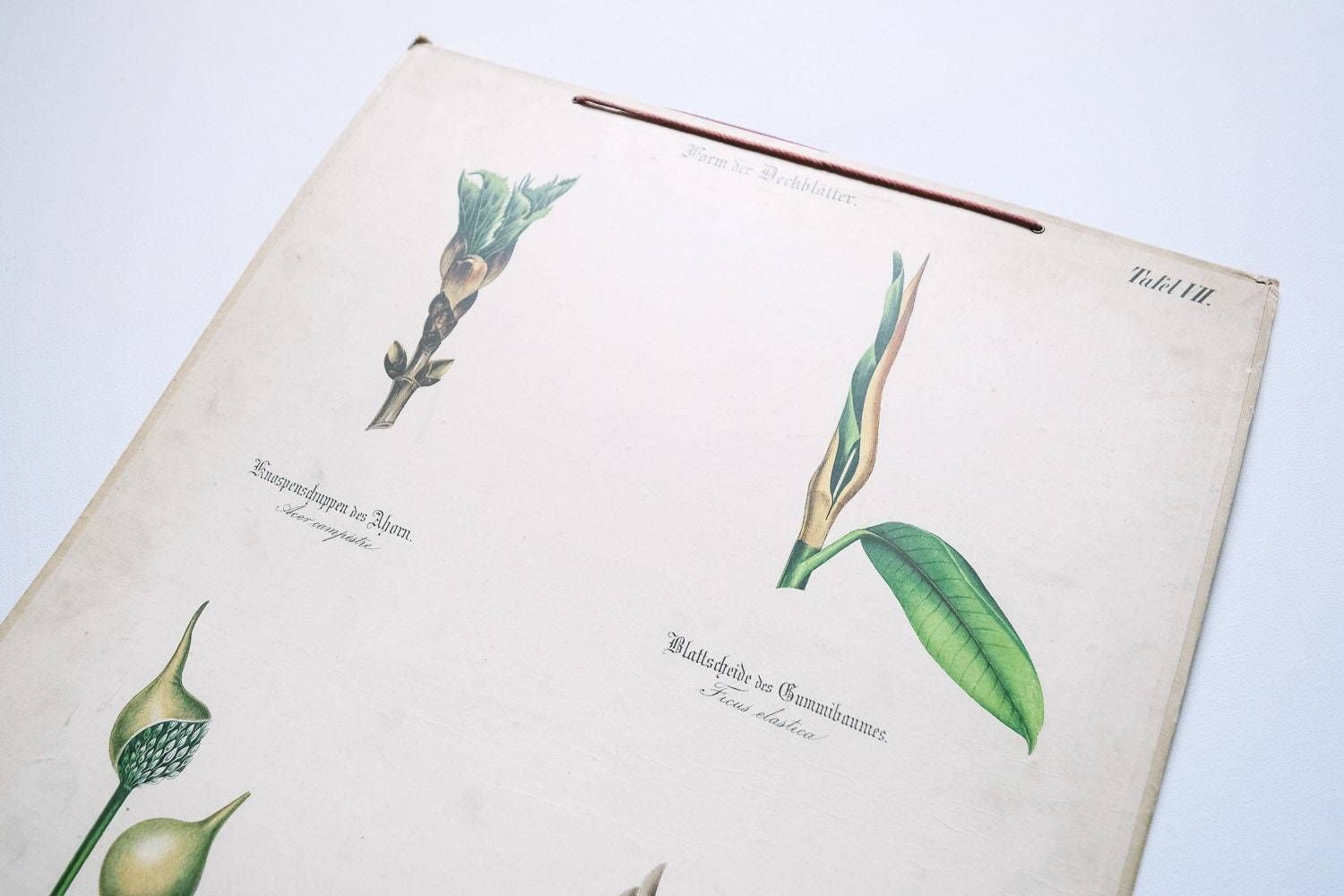 Original Antique Botanical Vintage German Lithograph Print 1850 Meinhold Botany Flowers Plants 19th Century photo 78.0